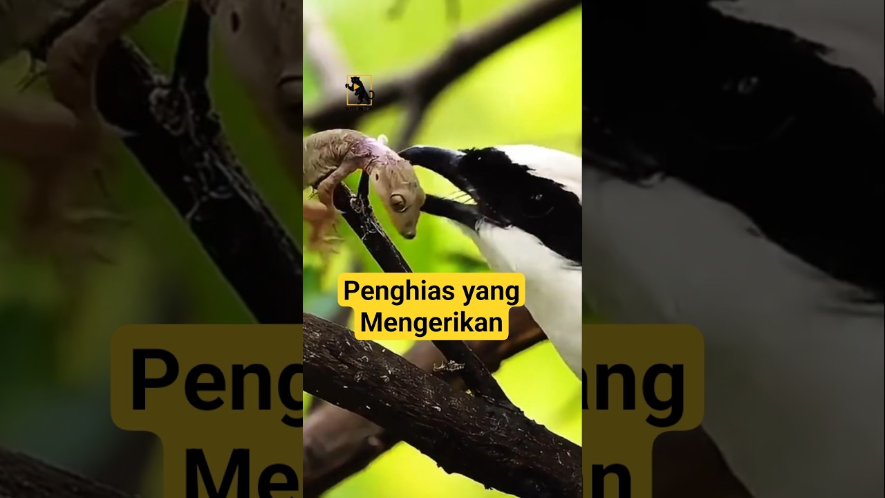 Penghias duri, hiasan yang mengerikan.