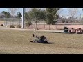 DOG TRAINING SCHOOL- K9 Dog training video