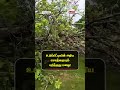 உடுப்பிட்டியின் அரிய சொத்தையும் பறித்தது மழை!