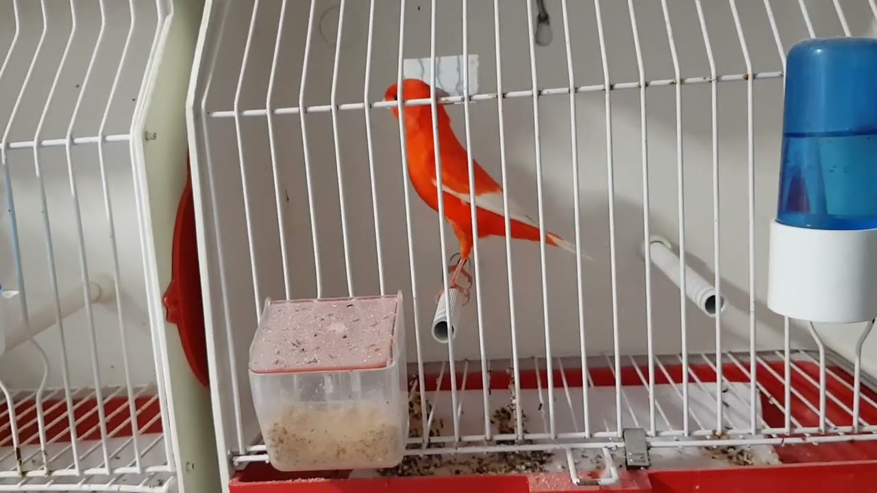 dosificación correcta del teccox