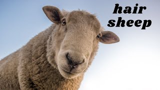 Thinking about sheep on your homestead? Watch this!