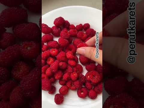 Video: Pemetikan Teh Daun Raspberry: Tips Memanen Daun Raspberry Merah