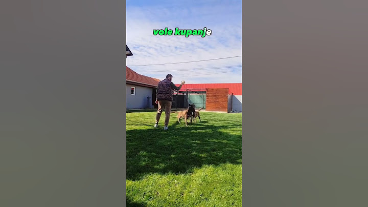 Kako umiriti psa, KAD NEPRESTANO LAJE?! #mojpas #pas #obukapasa #dresurapasa #doglover