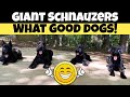 GIANT SCHNAUZER Kennel - Mini Morning Routine VLOG