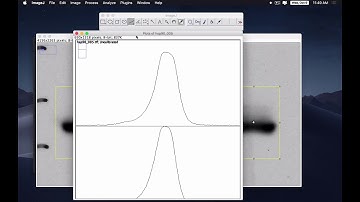 western blot analysis with imageJ