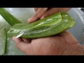 How to make Aloe Vera juice to drink at home