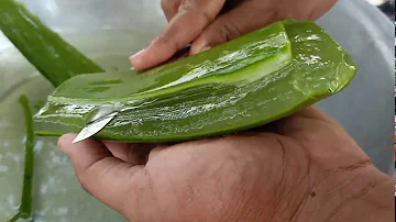 Quels sont les bienfaits de l'aloe vera ?