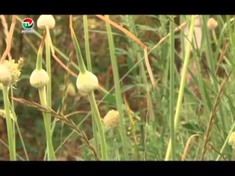 Video: Tipy na pestovanie cesnaku
