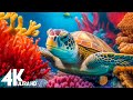 11 HOURS of 4K Underwater Wonders   Relaxing Music - The Best 4K Sea Animals for Relaxation