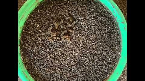 Maggots making for backyard poultry and free range chicken farming