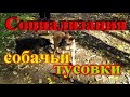 Социализация щенка собачьи тусовки