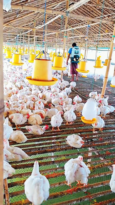 inovasi cerdas menggabungkan kandang ayam dan kolam lele #inovasibisnis #ayampotong #shortvideo