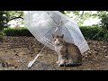自分から傘に入りに行く白キジ猫ちゃん【公園野良猫の暮らし】Cute cat videos