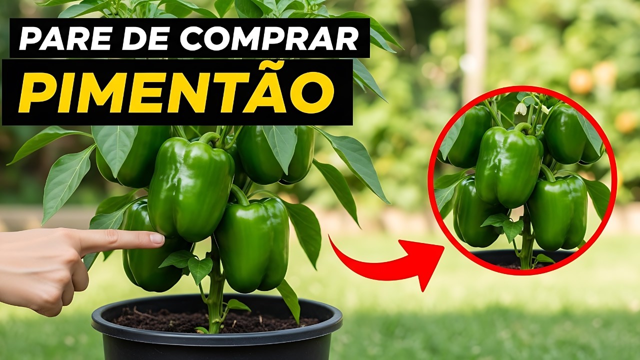Seu Pé de Pimentão Não Morre… Você Só Está Fazendo Errado!