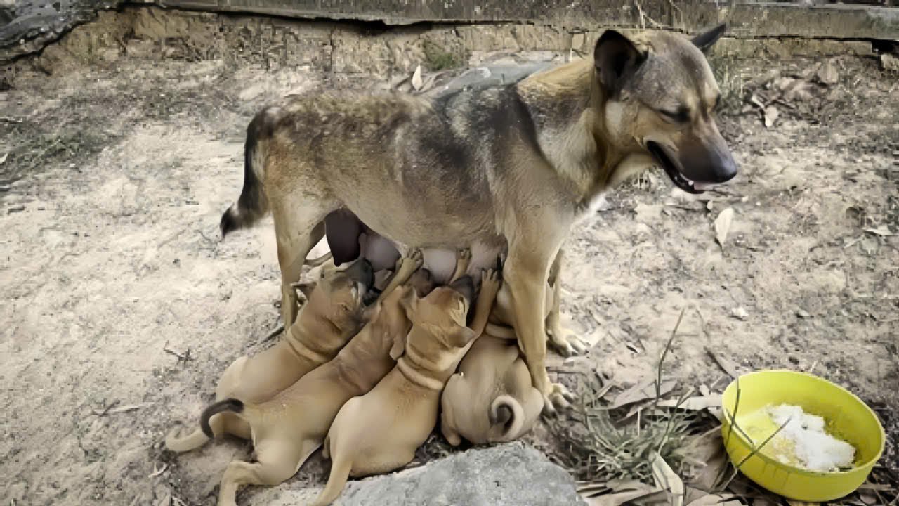 Rescue Mother Dog Gives Birth in Park, Begs for Food to Nurse Her ...