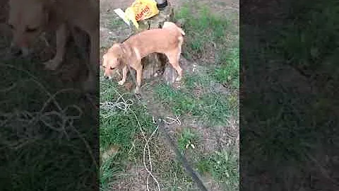 Porque o gato castrado continua marcando território?