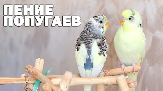 Весёлое пение волнистых попугаев Тоши и Ксюши