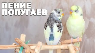 🌞 Весёлое пение волнистых попугаев Тоши и Ксюши🐦 by Тоша-картоша 8,361 views 2 years ago 17 minutes