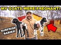 Surprise BABY GOATS Born in the BACKYARD FARM!!!! (Who Had Nuts?!?!)