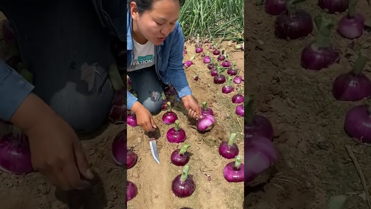 Natural life remove and harvesting onions in the farm 