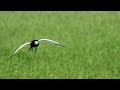 Pheasant tailed Jacana -#birds #jaçanã #birdsounds #indianbirds
