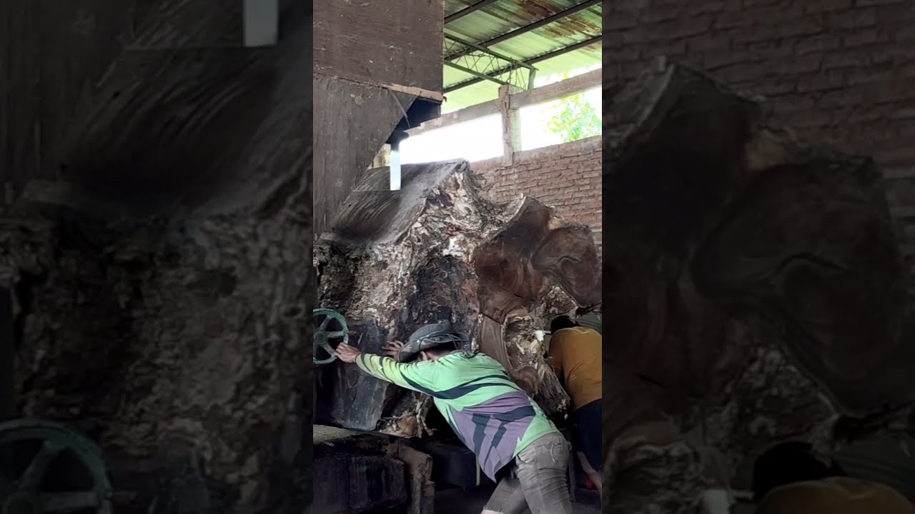 Transforming Ancient Giant Logs Into Premium Table Wood Slabs