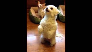 Muffin's best trick!
