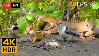 🔴 24/7 LIVE: Cat TV for Cats to Watch 😺 Greedy Birds Chipmunks and Squirrels 📺 4K Cat Games