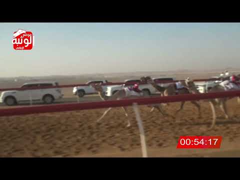 الشوط 14 شواهين ل سعيد راشد البلوشي 2 9 شارة الصندوق 2024 05 12 فطامين سيح صبرة