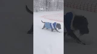 Cute Dog in big snow!