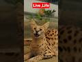 live Life ✨ #youtubeshorts #therealtarzan #tarzan #animals #animalover