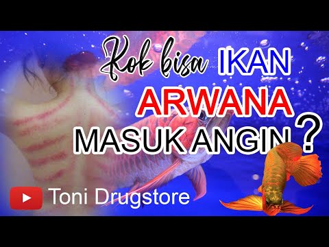 Ikan Arwana Masuk Angin