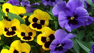 Pansy Flower - One of the flower plants for winters