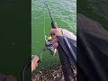Kanama Luminous Shrimp Hooks - Keep your shrimp lively to catch fish faster.