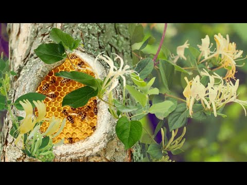 Vídeo: A planta madressilva - Cultivando e cuidando de videiras madressilvas