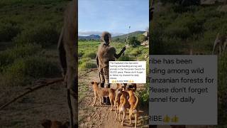 Hadzabe tribe and their hunting dog #africa #reels #shorts #viral #wildlife #beagle