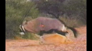 Africa bowhunting, Thirty Years Ago.