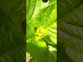 アジサイにつぼみがつきました。(説明文も読んでネ!)何年もお花が咲かなかったので、嬉しいなと思ってスマホで撮影しました。