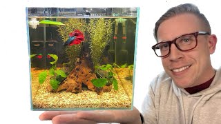 How to Set Up a Betta Fish Tank - Step by Step