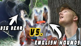 BIG BEAR VERSUS 6 DOGS! | 2022 bear dog training season