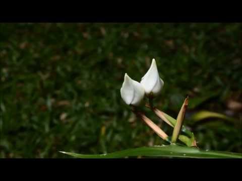 Video: Cultivo de flores gemelas en el jardín: consejos sobre el cuidado de las plantas de flores gemelas