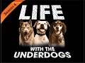 DAS LEBEN MIT DEN UNDERDOGS E Steht Für Earl Staffel 4 Premiere Folge 1 DAS LEBEN MIT DEN UNDERDOGS E Steht Für Earl Staffel 4 Premiere Folge 1
