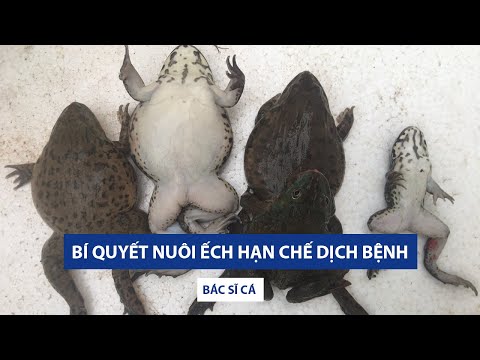 Video: Cách Dệt Cườm Cho ếch