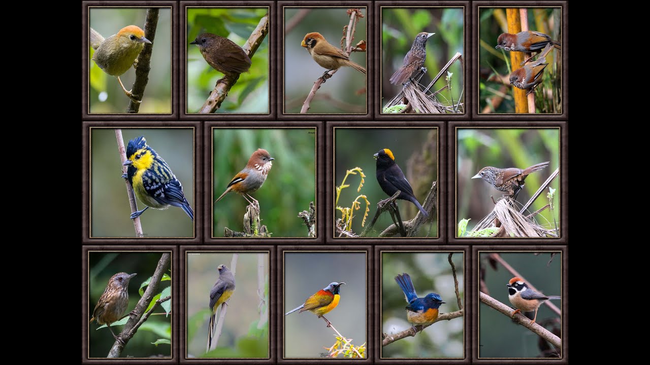 Birds of North East India-Part 2