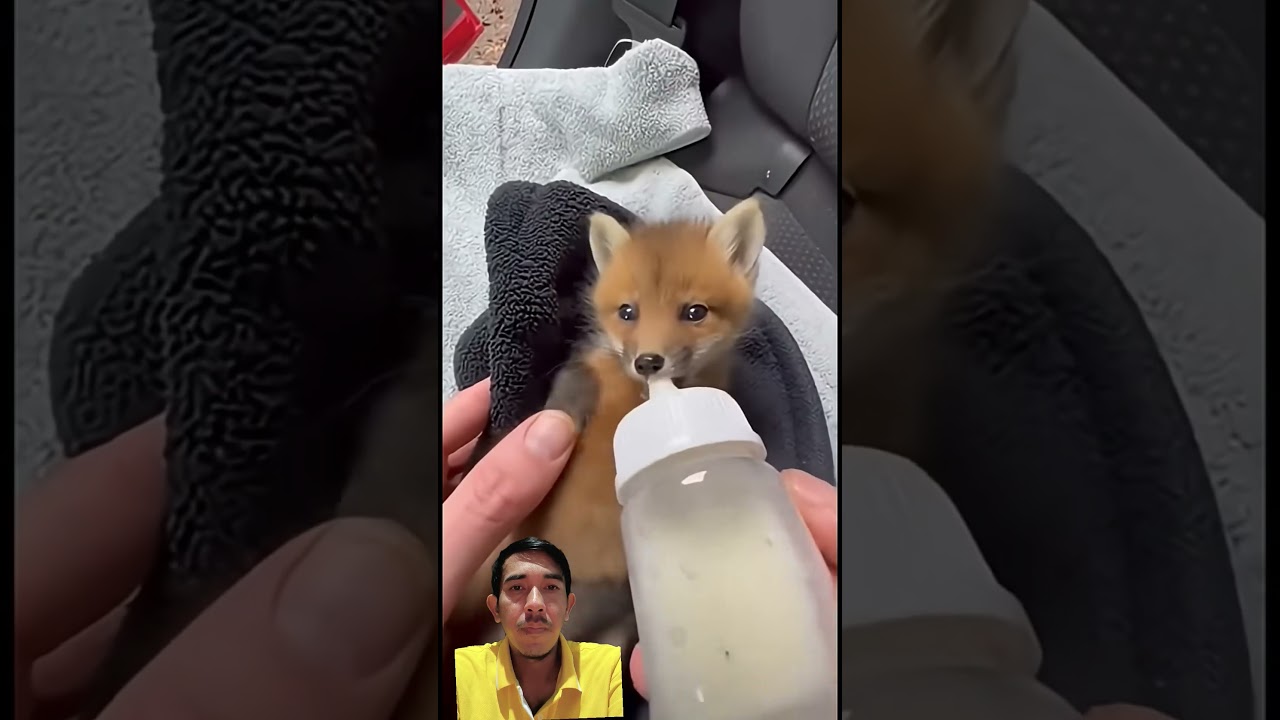 The mother fox ask for help the baby fox 