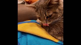 ❤️Bella la Micia❤️ una cecchina, ma poi...😆😸🐾🥰 #shorts #viral #love #cat