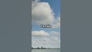 Tao Te Ching Chapter 6: The Spirit of The Valley