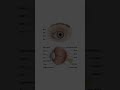 Parts of eye #eyes #eyeanatomy #optometrystudent #optometrist #eye Eye Anatomy #optometrysolution