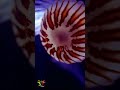 Meet the Immortal Creature of the Ocean: The Turritopsis Dohrnii Jellyfish  #science #shorts #facts