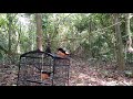 Mikat Murai Borneo Mental Baja Mp3 - Mp4 Download